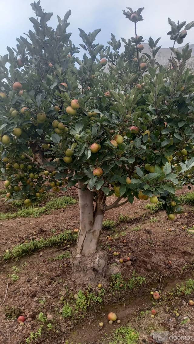 TERRENO CALANGO