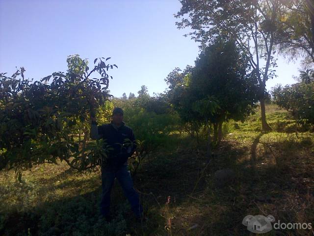 REMATO TERRENO AGRICOLA CAJABAMBA FRENTE A SHAWINDO SEIS HECTAREAS