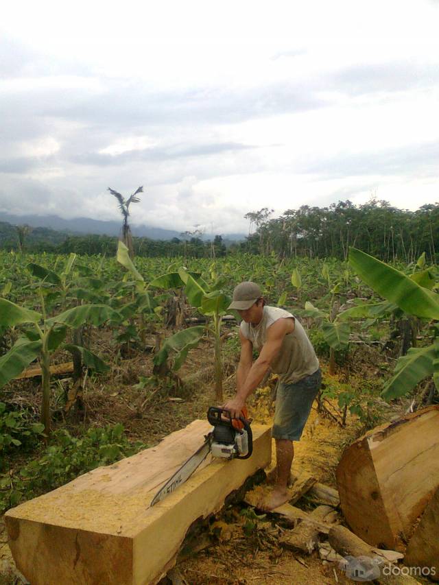 VENDO 15 HECTAREAS DE PALMA AFRICANA