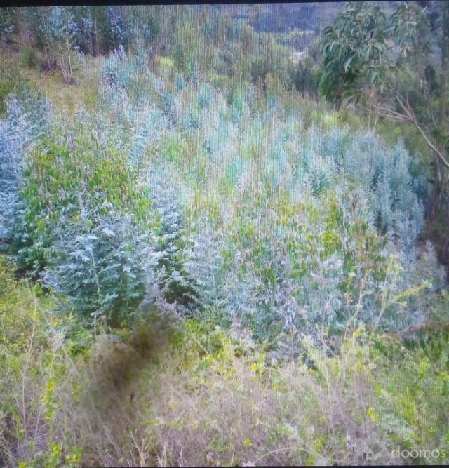 Se vende una hectarea de terreno en Santa Cruz de Chuca en la Libertad