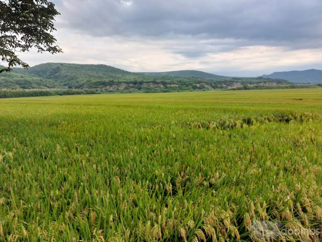 Fundo Agrícola Jaén, Cajamarca 105 ha