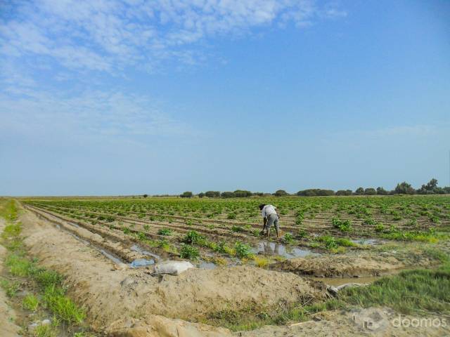 TERRENO AGRICOLA EN VENTA