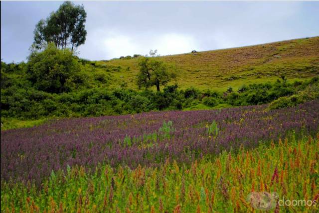 Terreno en Venta en Huayhuas ,Acos Vinchos, Huamanga