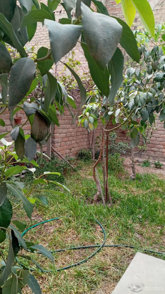 ALQUILER DE CASA AMOBLADA/1 HABITACION, AMPLIOS JARDINES Y COCHERA