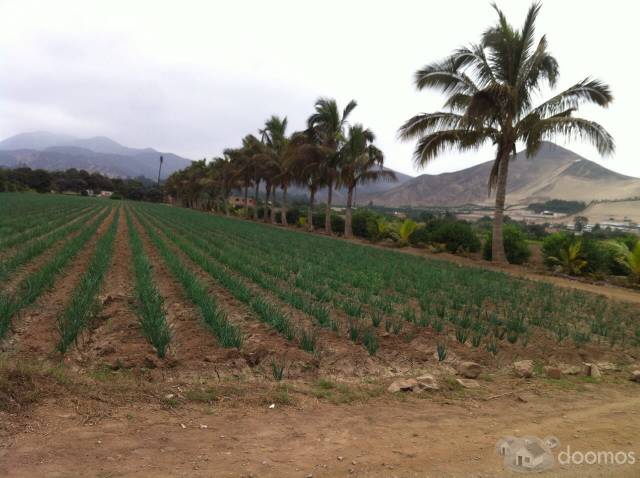 Vendo terreno de 8500 mt2 en pachacamac