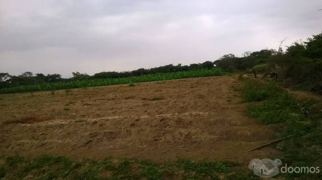 Vendo Terreno Agrícola de 12 hectáreas - Distrito Salas - Departamento Lambayeque