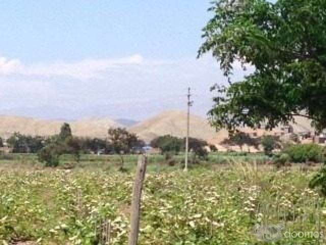 TERRENO AGRICOLA EN CAÑETE CON UVAS