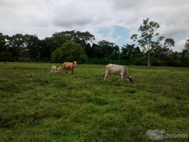 VENDO FUNDO DE 100 HECTAREAS EN LA CARRETERA TOURNAVISTA KM 19 MISMA PISTA