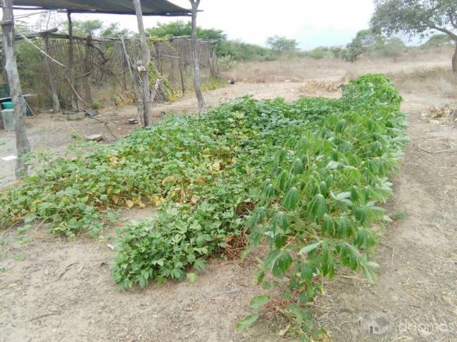 Ocasión: remato terreno agrícola en Jayanca