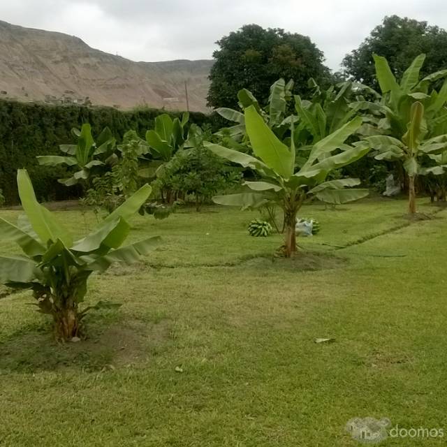 vneta de terrenos en pachacamac residencia