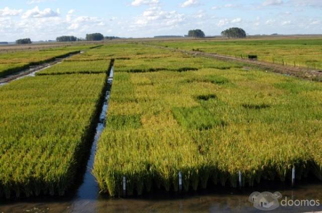 VENTA DE TERRENO AGRICOLA