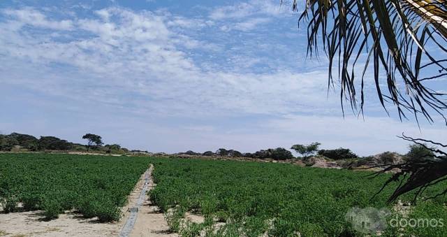 VENTA DE TERRENO DE 15 HECTÁREAS PARA SEMBRIO O CUALQUIER OTRO USO.