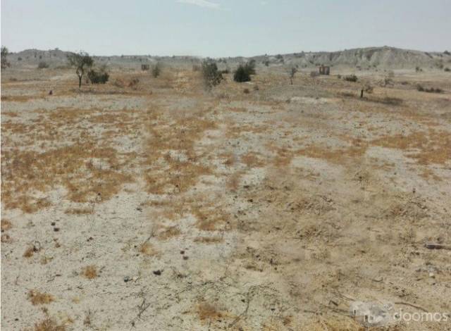 TERRENO 6 HAS - ESPALDAS DE CEMENTOS PACASMAYO, PIURA