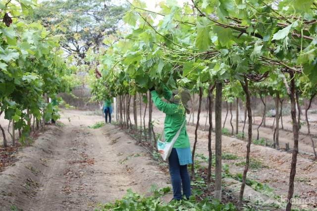 VENTA DE PARCELA AGRÍCOLA  CIENEGUILLO SULLANA