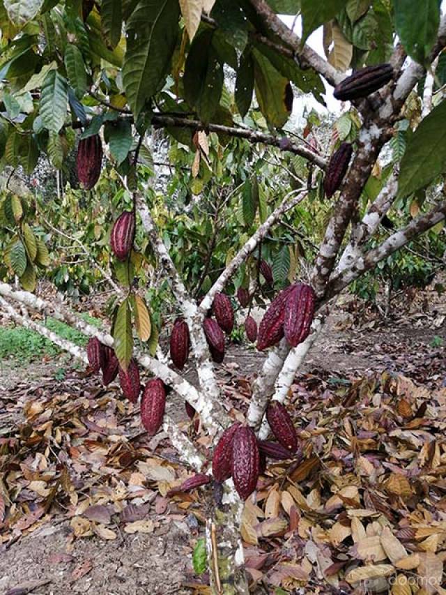 “OPORTUNIDAD EN LA SELVA,TERRENO CERCA A PUCALLPA” / 996721171