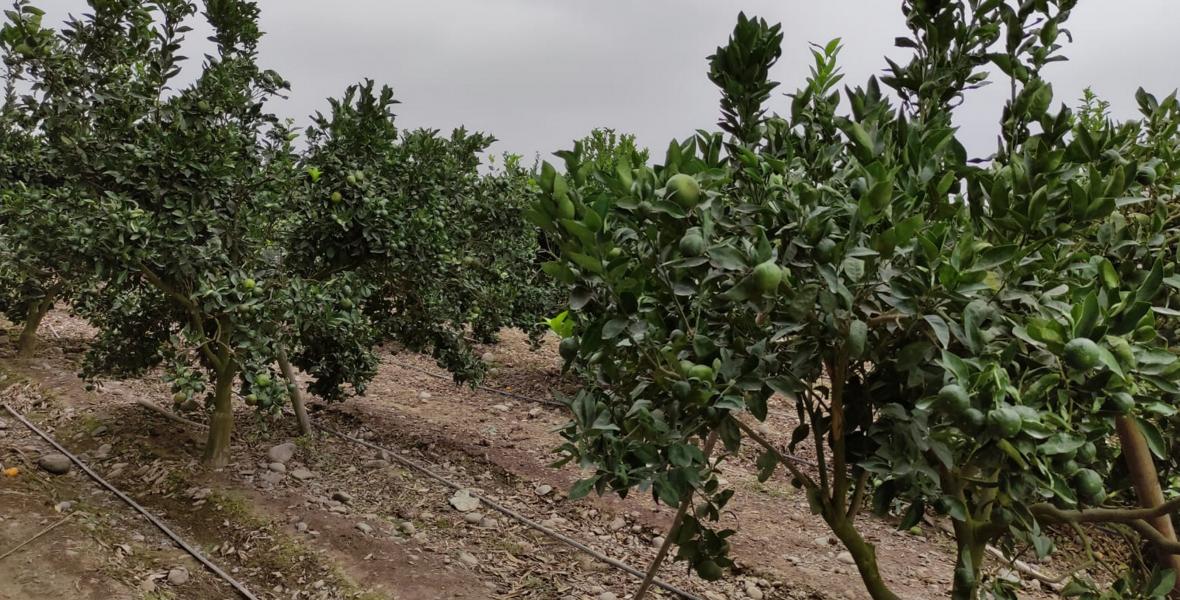 Terrenos Agricolas Venta Sector Esquivel, Valle Chancay - HUARAL