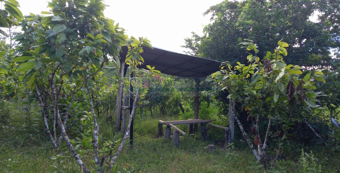 Terrenos Rusticos Venta Sector Alto Shiringal, Irazola, Padre Abad - PUCALLPA